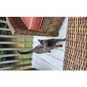 Image of Winnie, Lost Cat