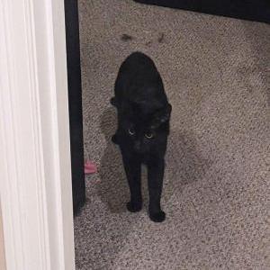 Image of Edgar, Lost Cat
