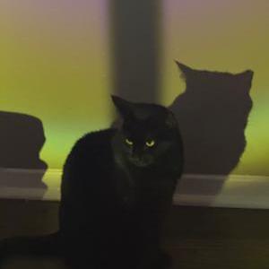 Image of Smudge, Lost Cat