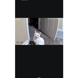 Image of Yuki, Lost Cat
