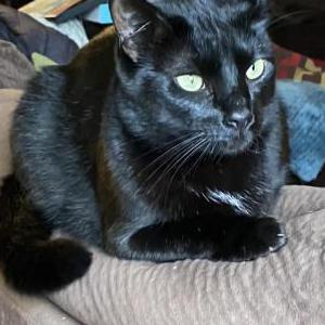 Image of Luna, Lost Cat