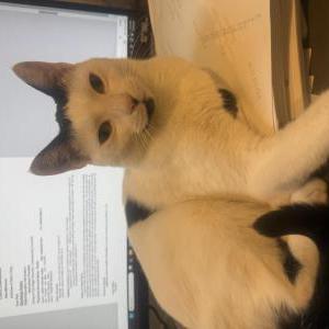 Lost 2 Kauai Kitty (NV)