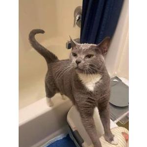 Image of Mifa, Lost Cat