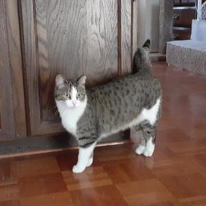 Lost Cat Clove
