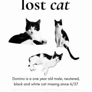Image of Domino, Lost Cat