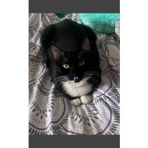 Image of Jade, Lost Cat