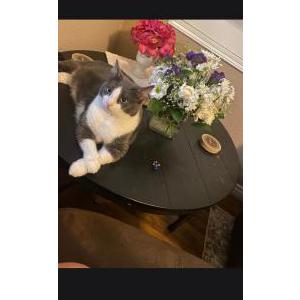 Image of Rosie, Lost Cat