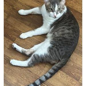 Image of Botas, Lost Cat
