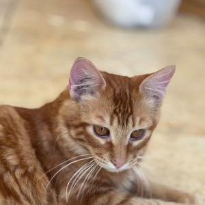 Image of Zuko, Lost Cat