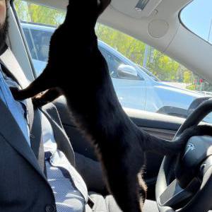 Image of Unknown, Found Cat
