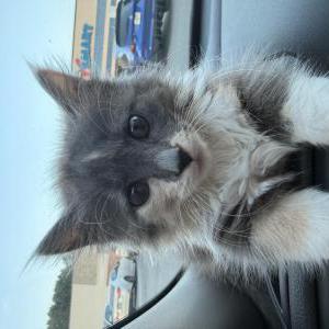 Image of Elsie, Lost Cat