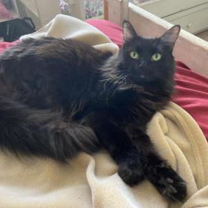 Image of Espe, Lost Cat