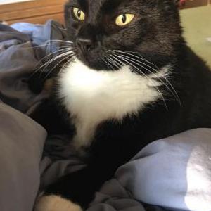 Image of Mom Cat, Lost Cat