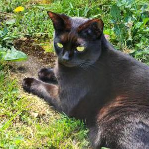 Image of Grace, Lost Cat
