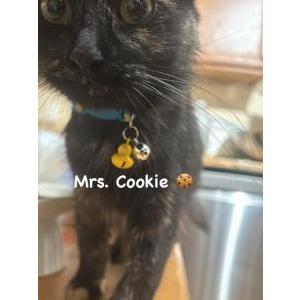 Lost 2 Cookie (Florida)
