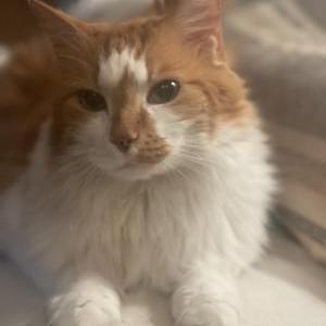 Lost Cat Leo