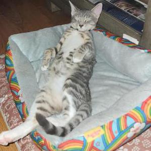 Image of Rosie, Lost Cat
