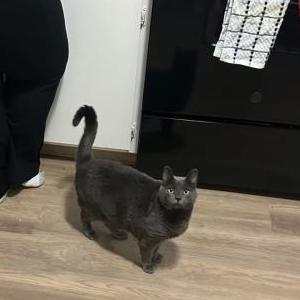 Image of Dinah, Lost Cat