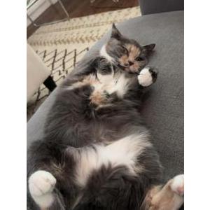 Image of Raina, Lost Cat