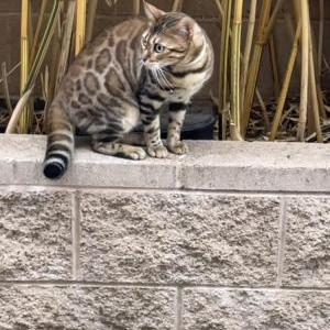 Image of Unknown, Found Cat