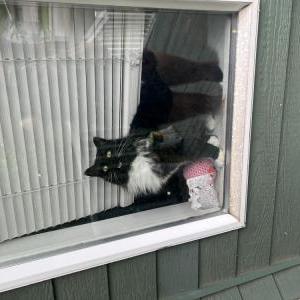 Image of Luigi, Lost Cat
