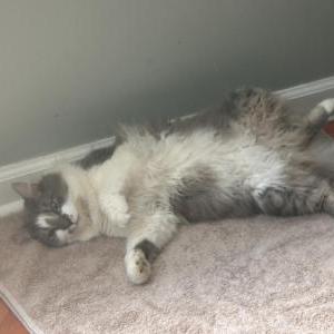 Lost Cat Shadow