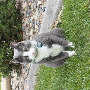Image of Oliver “Ollie”, Lost Cat