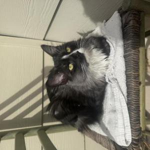 Image of Meadow, Lost Cat