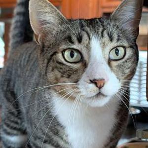 Image of Arlo, Lost Cat