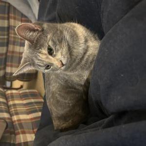 Image of Bonnie, Lost Cat