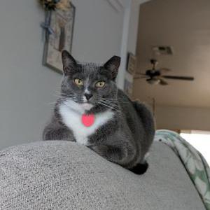 Image of Lucy, Lost Cat