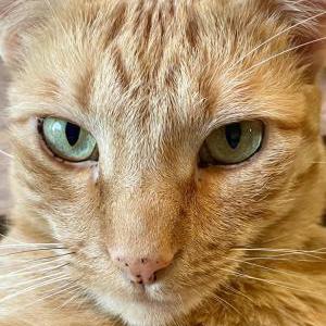 Image of Oscar, Lost Cat