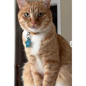 Image of Macaroni (Mac), Lost Cat