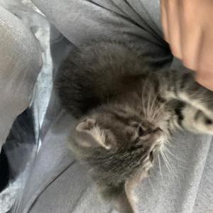 Image of Rose, Lost Cat