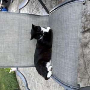 Image of Unknown, Found Cat