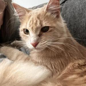 Image of Cheese, Lost Cat