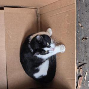 Image of Unknown, Found Cat