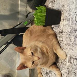 Image of Boobeek, Lost Cat