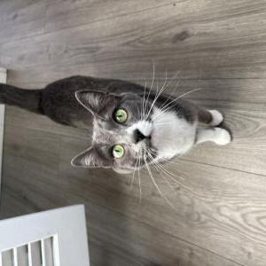 Image of Goose, Lost Cat