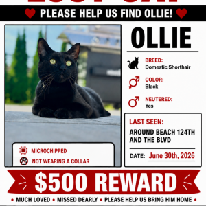 Image of Ollie, Lost Cat