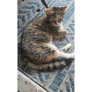 Image of Unknown, Found Cat