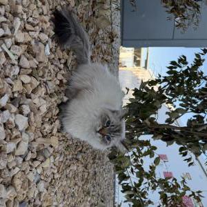 2nd Image of Baño, Lost Cat