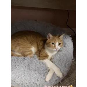 Lost 2 Kiko (California)