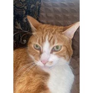 2nd Image of Kiko, Lost Cat