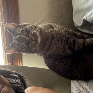 Image of Humphrey, Lost Cat