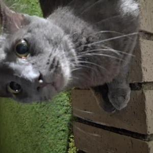 Image of Sir William, Lost Cat