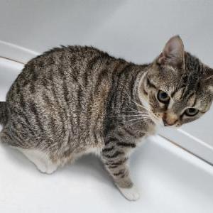 Image of Marie, Lost Cat