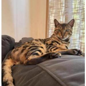 Image of Sonic, Lost Cat