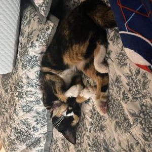 Image of Unknown, Found Cat