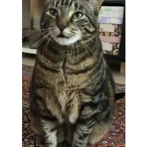 Image of Bengal, Lost Cat